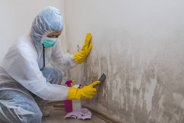 Best Mold Removal for HVAC Installations  in Rincon, GA