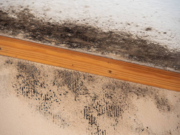 Best Emergency Mold Remediation  in Rincon, GA