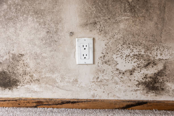 Best Mold Documentation for Insurance Claims  in Rincon, GA