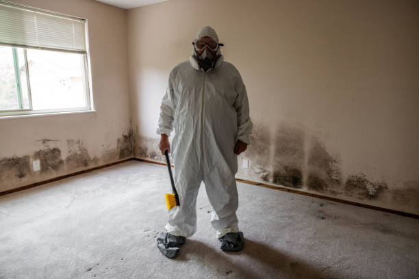 Best Attic Mold Removal  in Rincon, GA