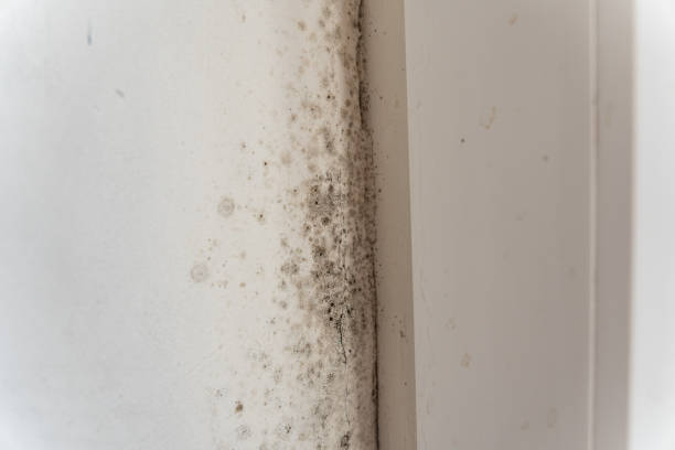 Best Mold-Related Health Consultation  in Rincon, GA