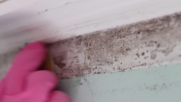Mold Documentation for Insurance Claims in Rincon, GA